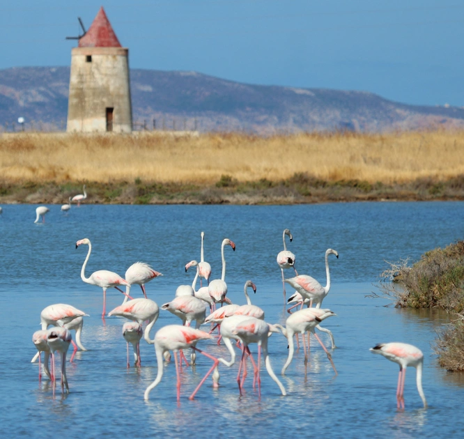 dodo partnership sustainability brand history flamingos