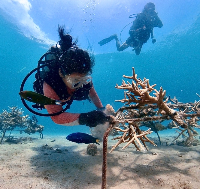 diver planting coral